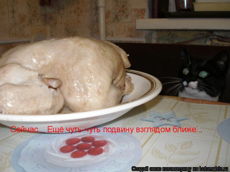Котоматрица: Сейчас... Ещё чуть-чуть подвину взглядом ближе...