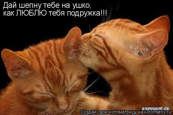 Котоматрица: Дай шепну тебе на ушко, как ЛЮБЛЮ тебя подружка!!!