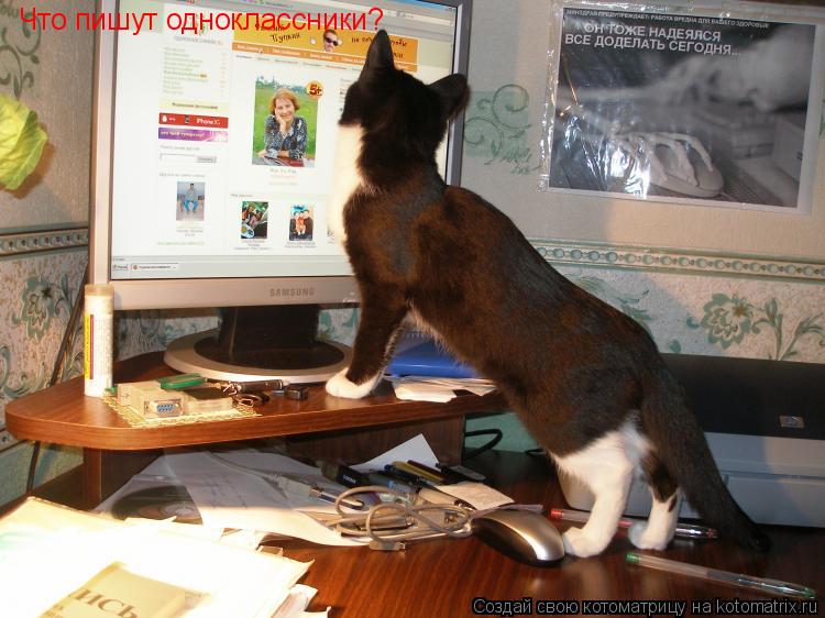 Котоматрица: Что пишут одноклассники?