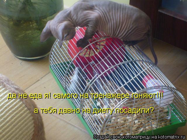 Котоматрица: да не еда я! самого на тренажере гоняют!!! а тебя давно на диету посадили?