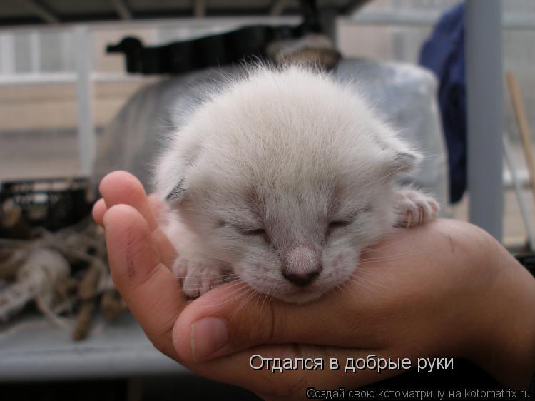 Котоматрица: Отдался в добрые руки