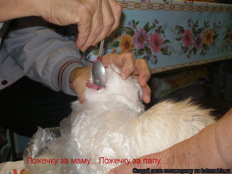 Котоматрица: Ложечку за маму... Ложечку за папу...