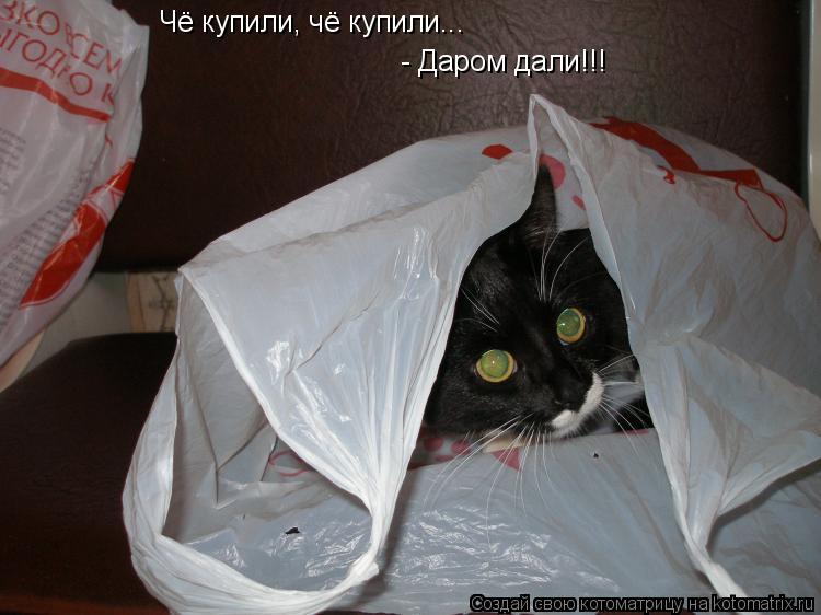 Котоматрица: Чё купили, чё купили...  - Даром дали!!!