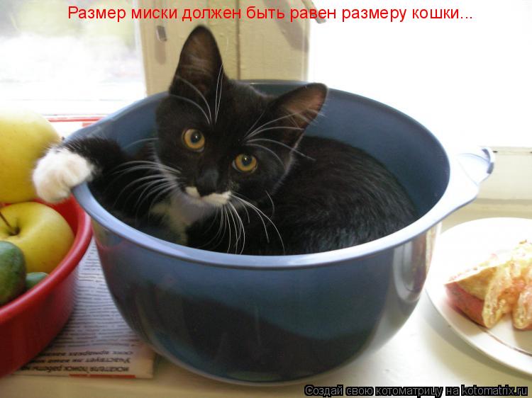 Котоматрица: Размер миски должен быть равен размеру кошки...