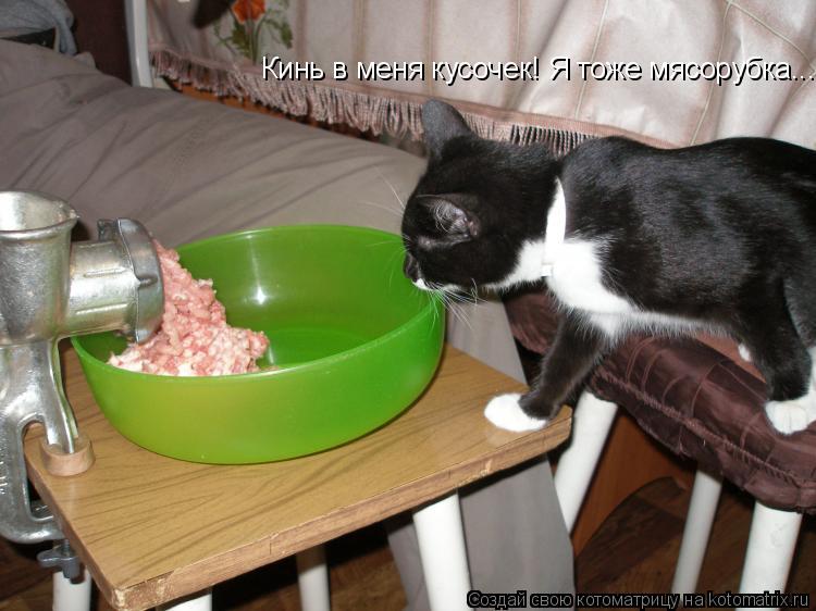 Котоматрица: Кинь в меня кусочек! Я тоже мясорубка...