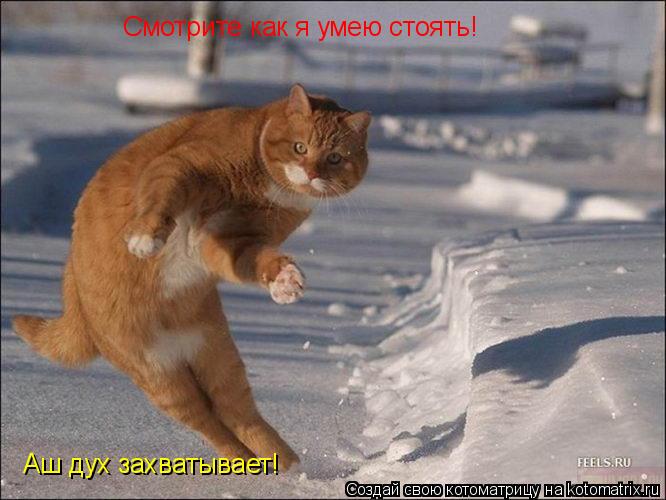 Котоматрица: Смотрите как я умею стоять! Аш дух захватывает! Смотрите как я умею стоять!  Аш дух захватывает!