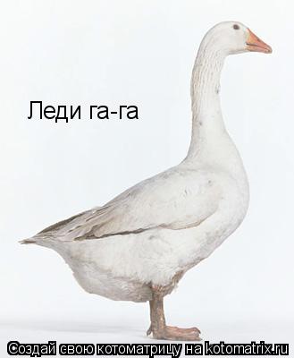 Котоматрица: Леди га-га