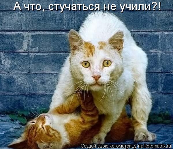 Котоматрица: А что, стучаться не учили?!