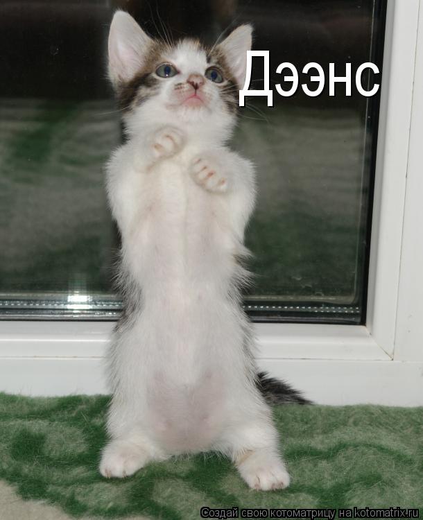 Котоматрица: Дээнс