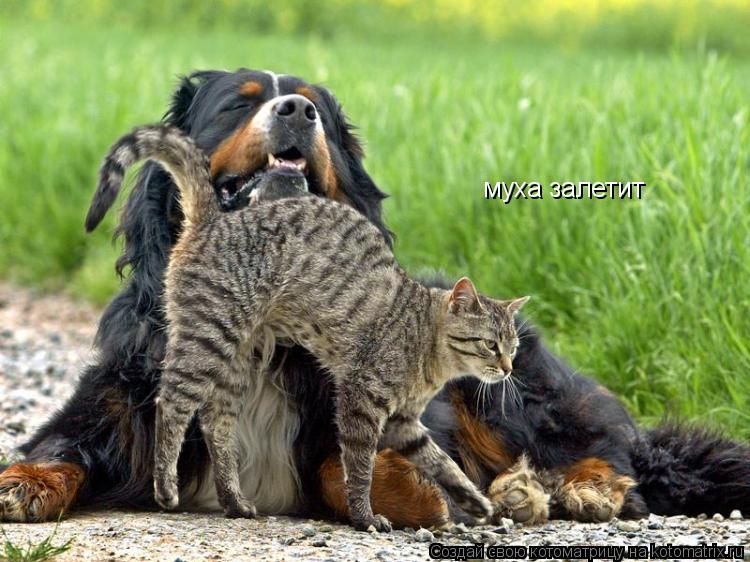 Котоматрица: муха залетит