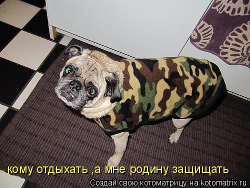 Котоматрица: кому отдыхать ,а мне родину защищать
