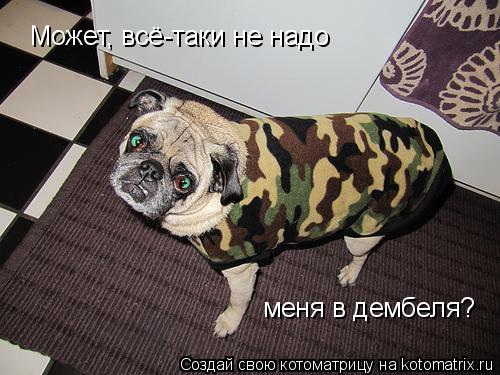 Котоматрица: Может, всё-таки не надо  меня в дембеля?