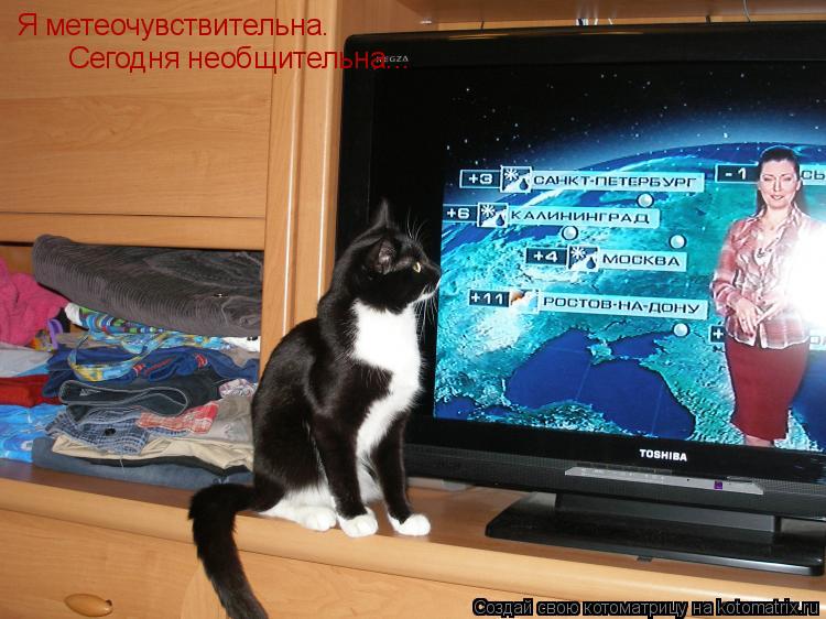 Котоматрица: Я метеочувствительна. Сегодня необщительна...