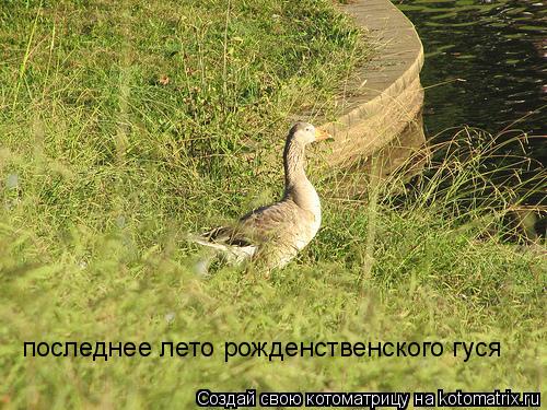 Котоматрица: последнее лето рожденственского гуся