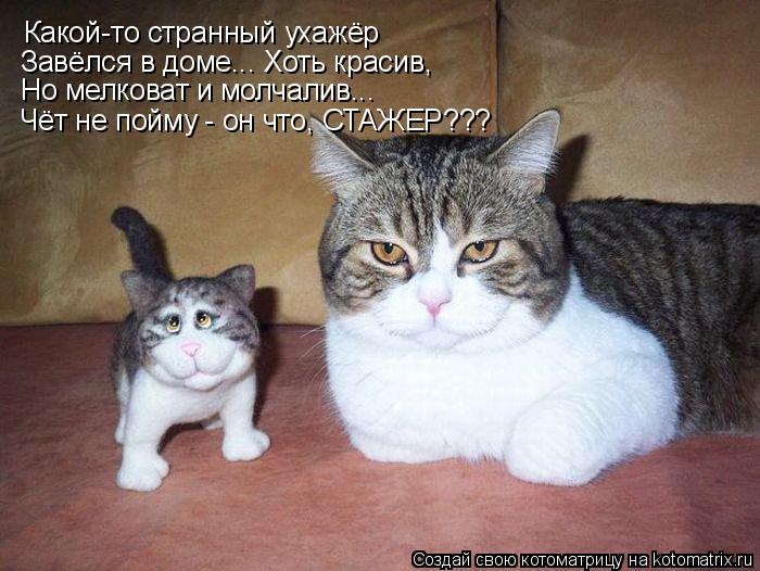 Какой-то странный ухажёр Завёлся в доме... Хоть красив, Но мелковат и молчалив... Чёт не пойму - он... Котоматрица: Какой-то странный ухажёр Завёлся в доме... Хоть красив, Но мелковат и молчалив... Чёт не пойму - он что, СТАЖЕР???