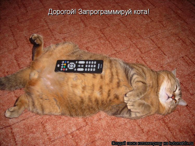Котоматрица: Дорогой! Запрограммируй кота!