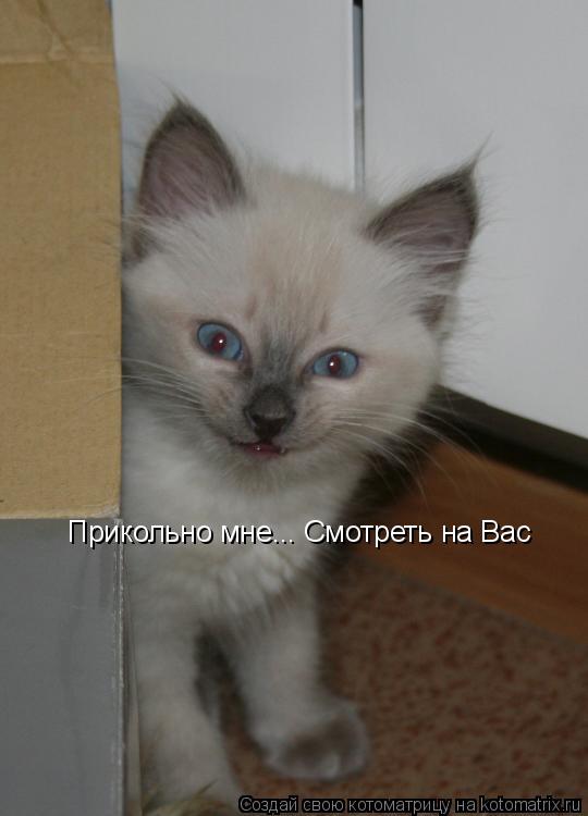 Котоматрица: Прикольно мне... Смотреть на Вас