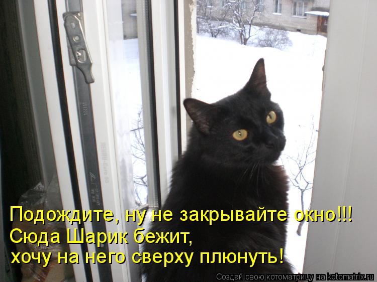 Котоматрица: Подождите, ну не закрывайте окно!!! Сюда Шарик бежит,  хочу на него сверху плюнуть!