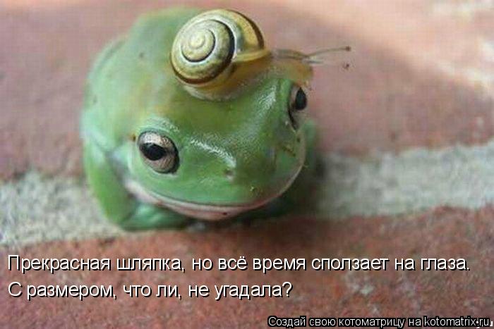 Прекрасная шляпка, но всё время сползает на глаза. С размером, что ли, не угадала?... Котоматрица: Прекрасная шляпка, но всё время сползает на глаза. С размером, что ли, не угадала?