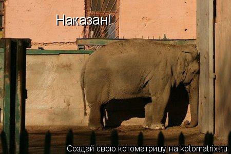 Наказан!... Котоматрица: Наказан!