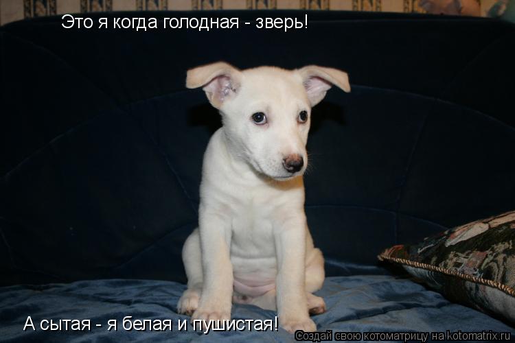 Котоматрица: Это я когда голодная - зверь!  А сытая - я белая и пушистая!