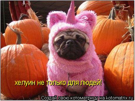 Котоматрица: хелуин не только для людей!