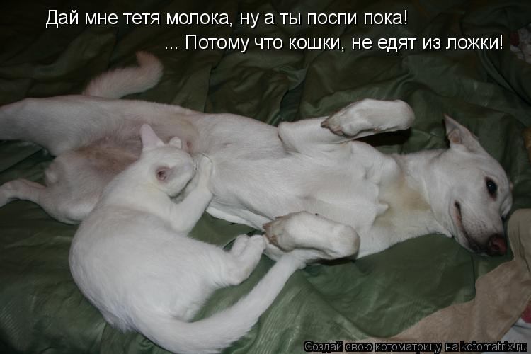 Котоматрица: Дай мне тетя молока, ну а ты поспи пока! ... Потому что кошки, не едят из ложки!