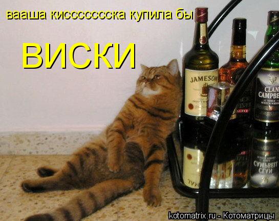 Котоматрица: вааша киссссссска купила бы  ВИСКИ