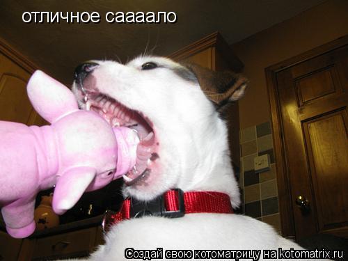 Котоматрица: отличное саааало