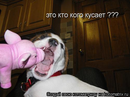 Котоматрица: это кто кого кусает ???
