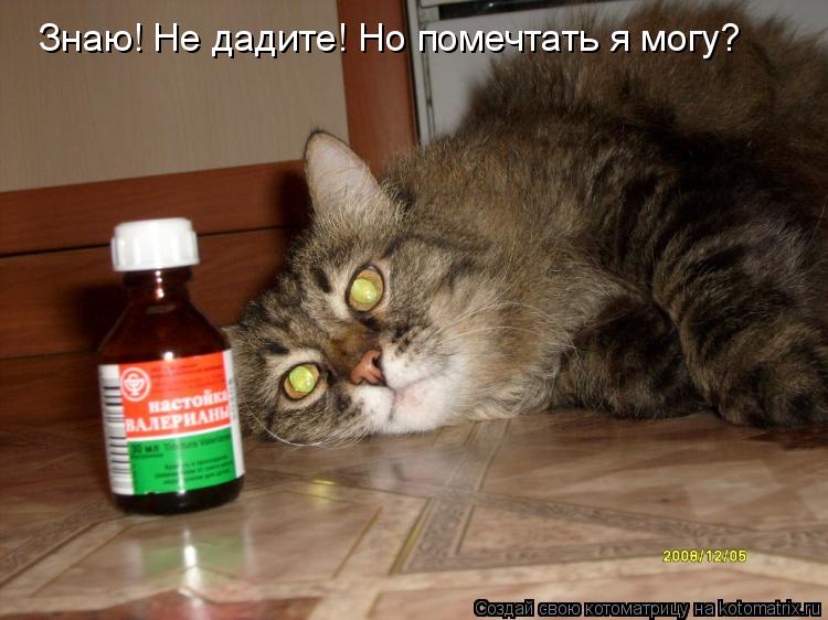 Знаю! Не дадите! Но помечтать я могу?... Котоматрица: Знаю! Не дадите! Но помечтать я могу?
