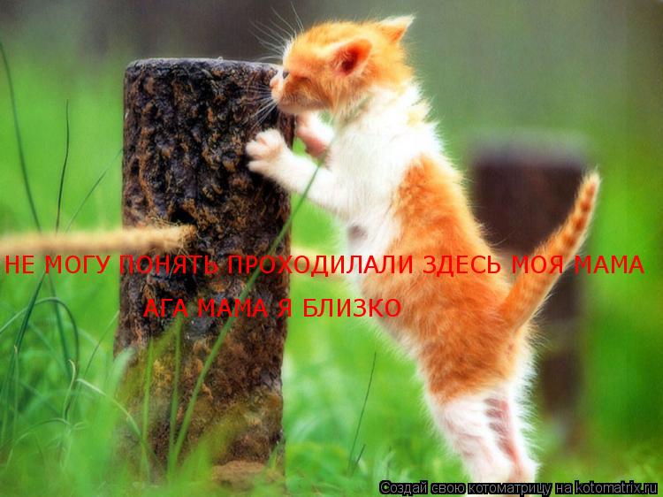 Котоматрица: НЕ МОГУ ПОНЯТЬ ПРОХОДИЛАЛИ ЗДЕСЬ МОЯ МАМА АГА МАМА Я БЛИЗКО