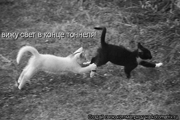 Котоматрица: вижу свет в конце тоннеля!
