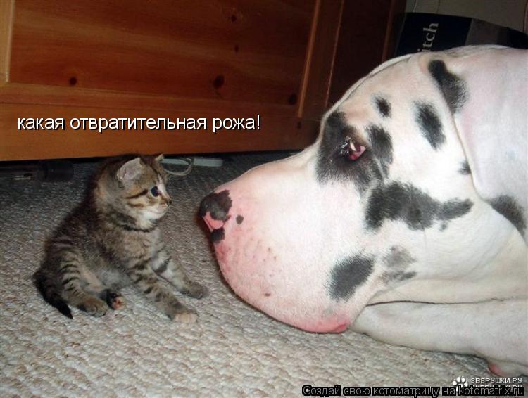 Котоматрица: какая отвратительная рожа!