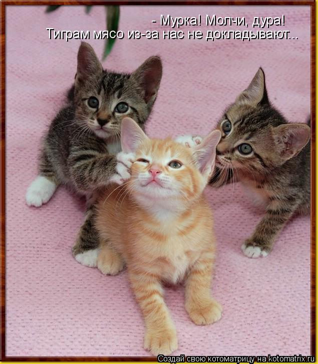 - Мурка! Молчи, дура! Тиграм мясо из-за нас не докладывают...... Котоматрица: - Мурка! Молчи, дура! Тиграм мясо из-за нас не докладывают...
