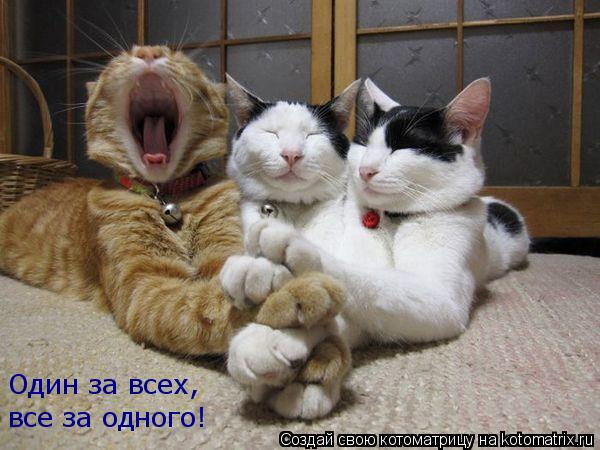 Котоматрица: все за одного! Один за всех,