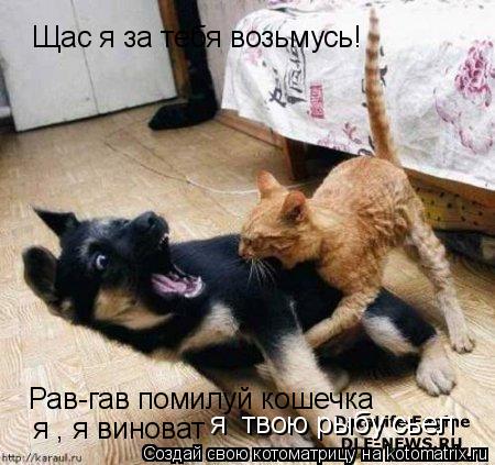 Котоматрица: Щас я за тебя возьмусь! Рав-гав помилуй кошечка я , я виноват я  твою рыбу сьел