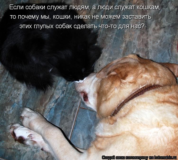 Котоматрица: Если собаки служат людям, а люди служат кошкам, то почему мы, кошки, никак не можем заставить   этих глупых собак сделать что-то для нас?