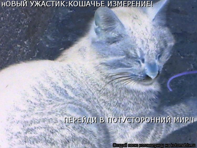 Котоматрица: нОВЫЙ УЖАСТИК:КОШАЧЬЕ ИЗМЕРЕНИЕ! ПЕРЕЙДИ В ПОТУСТОРОННИЙ МИР!!