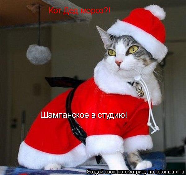 Котоматрица: Кот Дед мороз?! Шампанское в студию!