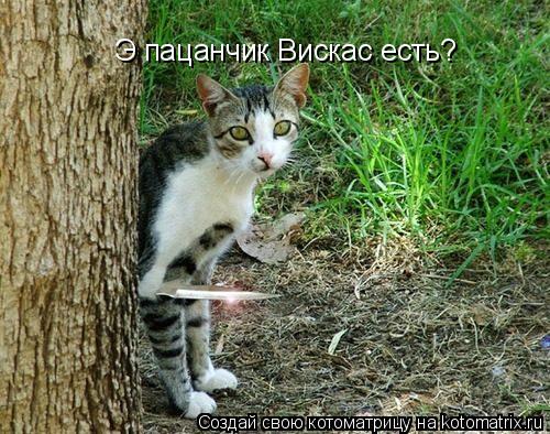 Котоматрица: Э пацанчик Вискас есть?