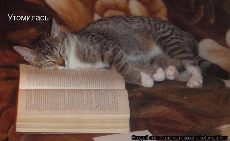 Котоматрица: Утомилась