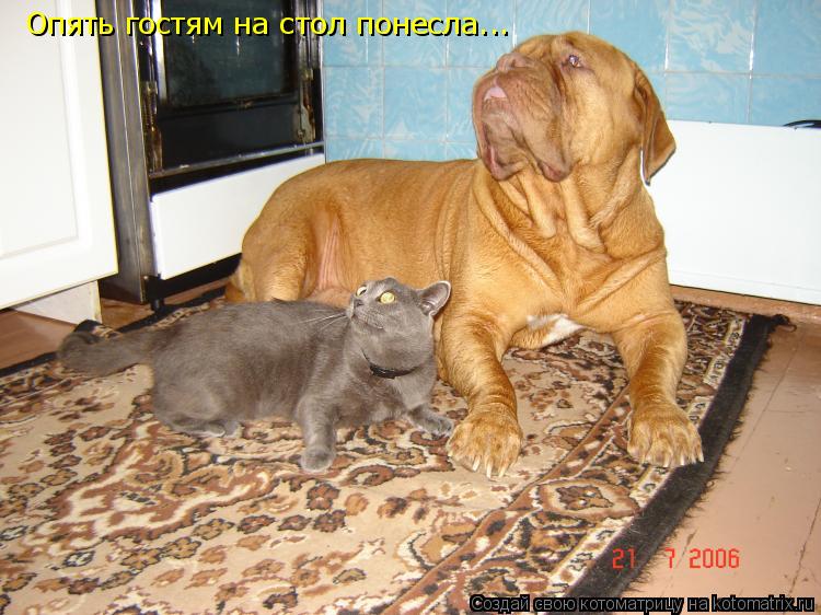 Опять гостям на стол понесла...... Котоматрица: Опять гостям на стол понесла...