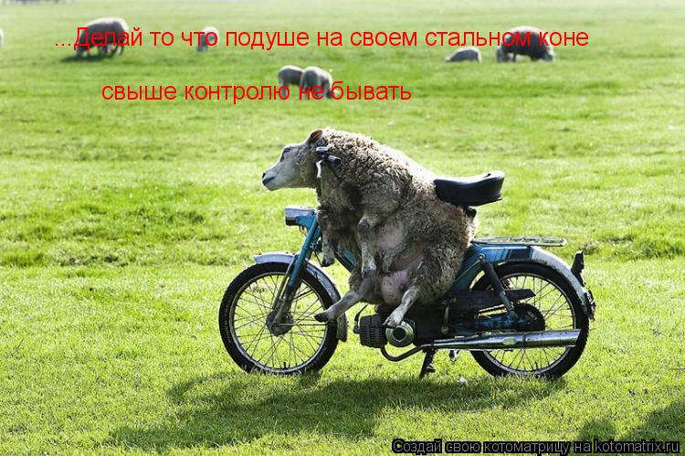 Котоматрица: ...Делай то что подуше на своем стальном коне  свыше контролю не бывать