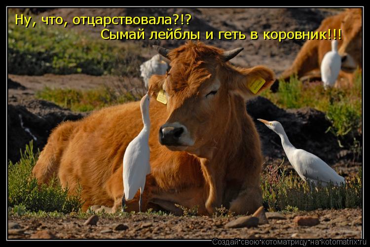 Ну, что, отцарствовала?!? Сымай лейблы и геть в коровник!!!... Котоматрица: Ну, что, отцарствовала?!? Сымай лейблы и геть в коровник!!!