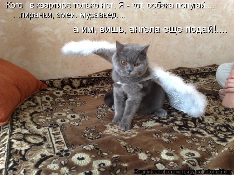 Котоматрица: Кого   в квартире только нет: Я - кот, собака попугай....  ...пираньи, змеи. муравьед....  а им, вишь, ангела еще подай!....