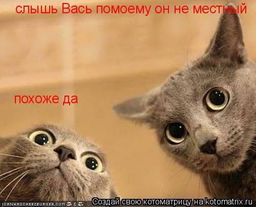 Котоматрица: слышь Вась помоему он не местный похоже да