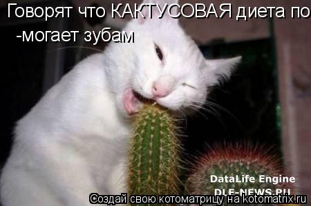 Котоматрица: Говорят что КАКТУСОВАЯ диета помогает зубам.. -могает зубам