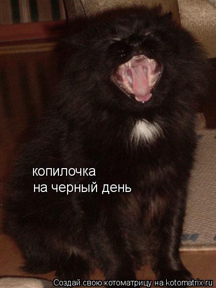 Котоматрица: копилочка  на черный день