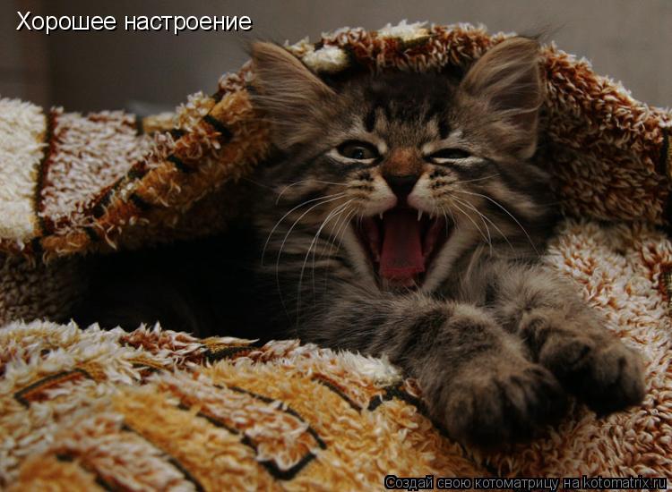 Котоматрица: Хорошее настроение
